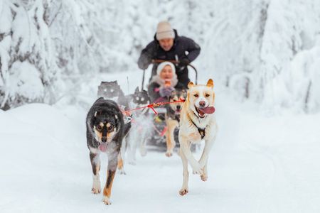 Rovaniemi Insider: 10 km Husky Self‑Drive Adventure