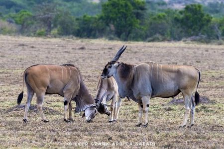 8 Days: Tsavo East National Park Amboseli, Nakuru, Maasai Mara Park