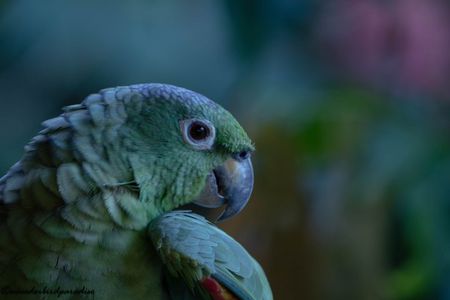 Amazon Rainforest & Papallacta: 4-Day All-Inclusive Tour