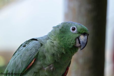 Amazon Jungle & Baños Adventure: 4 Days of Nature & Wildlife