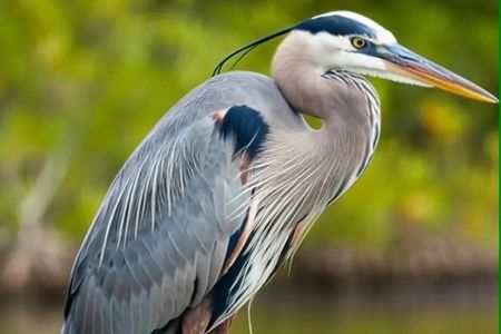 New Orleans Wings of the Wetlands Guided Birding Expedition