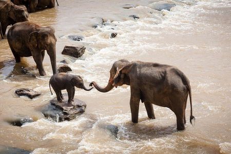 3-Days Masai Mara Migration Experience:Shared 4×4 Jeep Safari