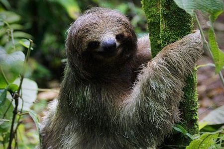 Sloth Wildlife Tour Guanacaste Waterfall Hanging Bridges Nature