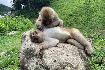 Green Season Snow Monkeys: Baby Monkeys & Scenic Forest Walk