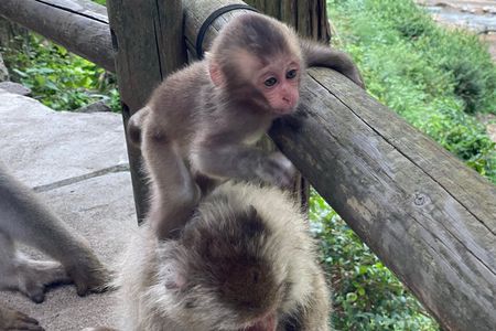 Relaxed Snow Monkeys & Shibu Onsen: Green Season Private Tour