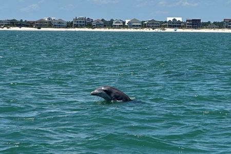 Dolphin & Sealife Cruise at Crazy Sister Marina