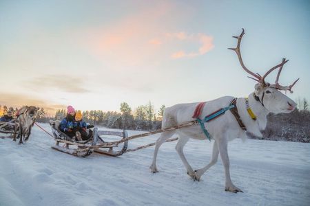 Apukka Reindeer Journey