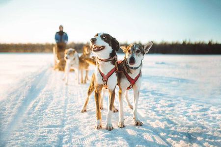 6km Apukka Husky Adventure in Rovaniemi