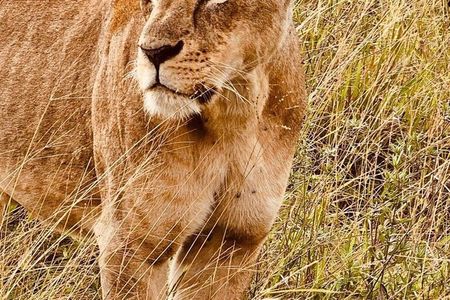 6 Days Safari Adventure in Maasai Mara