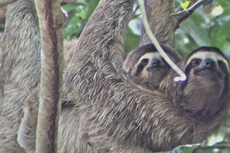 Ancon Hill Walking Tour: Sloths, Wildlife & Panama City Views