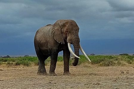 Tsavo East National Park Safari Tours with Lunch