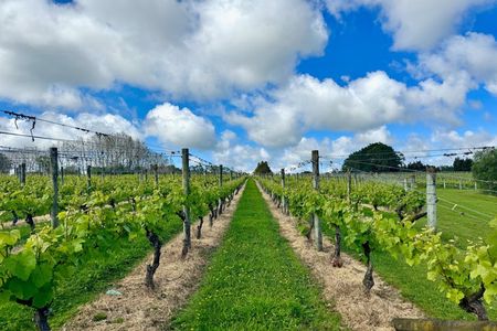 Kumeu Wine Tasting & Local Flavours Tour: Vines, Brews & Views