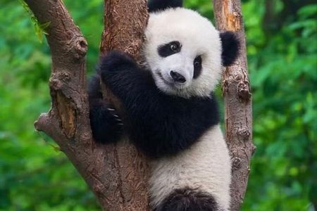 Private Guided Tour to Chengdu Panda Base