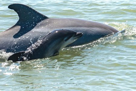 Red Boat Tours - Dolphin Odyssey and Sightseeing Tour