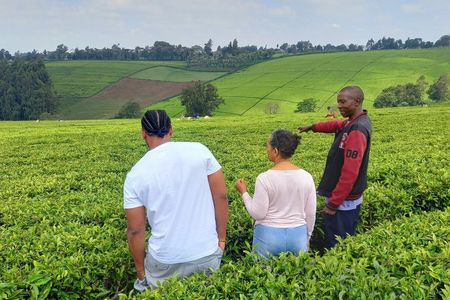 Nairobi : Private Tea Farm Tour With Tea Tasting & Lunch