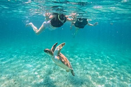 Turtle Snorkeling in Akumal: An Authentic Local Experience