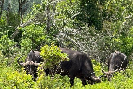 Shimba Hills and Sheldrick Waterfall Day Tour