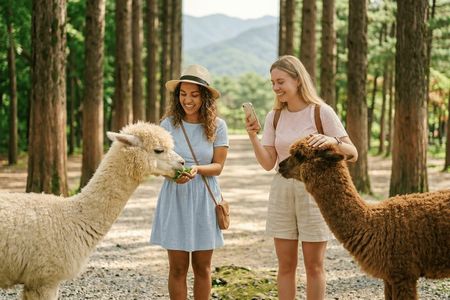 Nami Island & Alpaca World with Gangchon Rail Bike Day Tour