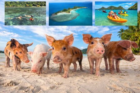 Pig Island Experience By Speed Boat, Snorkeling, Kayaking Relaxing on the Beach