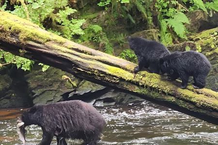 Private Custom Rainforest Hike and Photography Tour