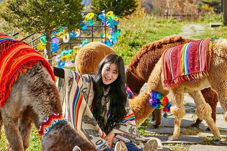 Alpaca World, Nami Island and Garden of Morning Calm from Seoul