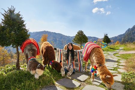 Alpaca World, Nami Island and Garden of Morning Calm from Seoul