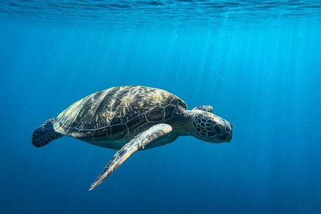 Discover Ishigaki's Hidden Treasures Snorkeling Tour at BlueCave