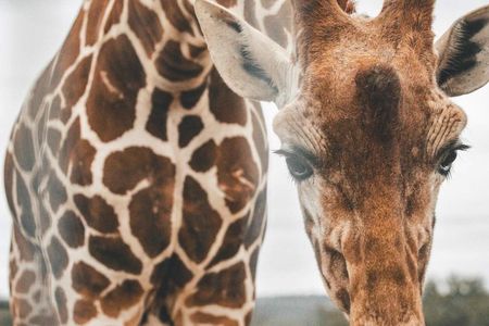 Fredericksburg Giraffe Safari and Dinner Experience