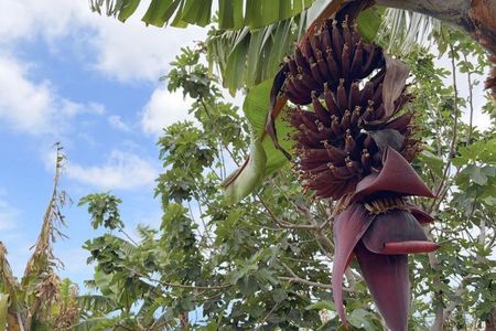 Tenerife : Banana Plantation and Wine Tasting in Winery