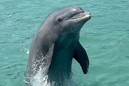 Dolphin Watch Eco Shelling Cruise to Keewaydin Island