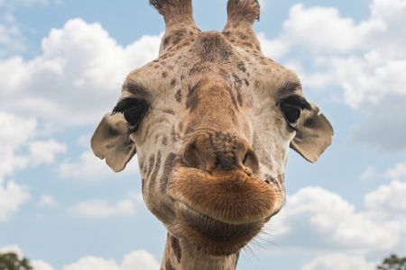 From puebla: Private tour in Africam Safari all-Inclusive