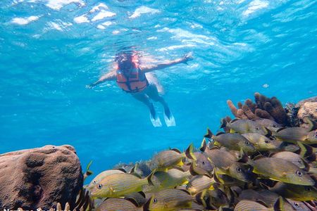 Coral Reef Snorkeling with Expert Guide