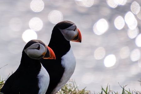 Seyðisfjörður: Puffins, Reindeer & Eastfjords Tour