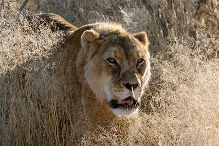Discover the Roots of N/a'ankuse - A feeding Day Tour