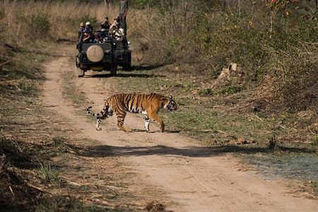 03 Days Private Ranthambore Wildlife Safari Tour From Delhi