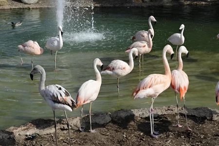 San Diego eBike Tours on Coronado