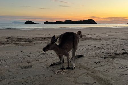 Airlie Beach: Kangaroos on the beach at sunrise