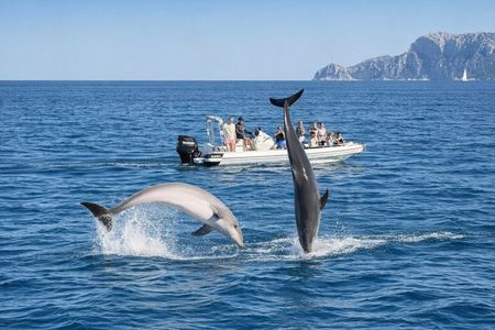 Dolphin Watching Tour with Snorkeling from Olbia