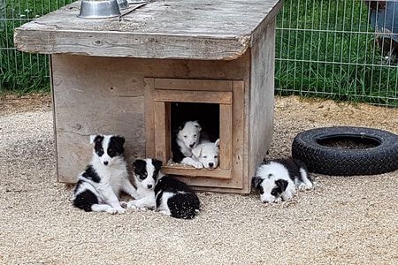 Husky kennel Visit with Wagon or Sled Ride