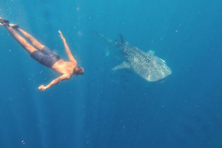 Whale Shark Encounter
