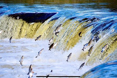 Best of Latvia, Jurmala, Kemeri N Park, Kuldiga City, Food & More