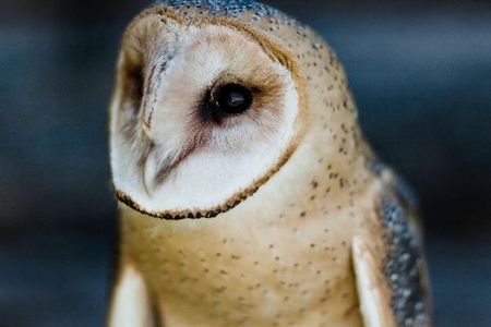 Falconry Experiences with Live Birds of Prey in Ellicottville, NY
