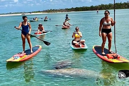 Dolphin and Manatee Paddleboard Tour