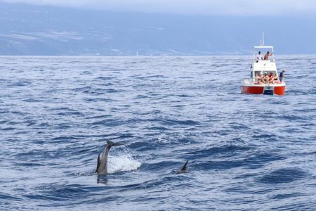 Coastal excursion with cetacean search