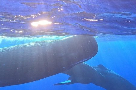 Unique whale watching experience in Mauritius