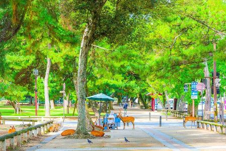 Nara Deer Park, Todaiji Temple, Uji Matcha & Hot Spring Day Tour