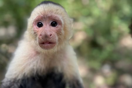 Crazy Clem Sloths, Monkeys & Island Adventure With a local guide