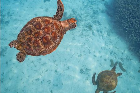 Snorkel with the Turtles - Fast Boat