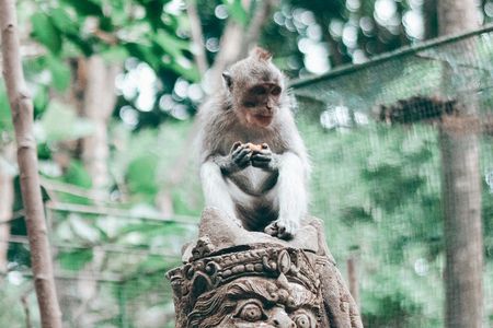 Half Day Ubud Village Private All Inclusive Tour