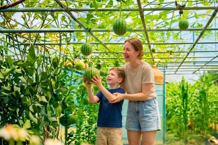 Seasonal Fruit Picking & Dream Cattle Farm Full-Day Experience